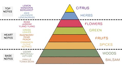 olfactory pyramid perfume notes